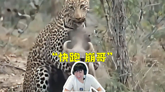 Letme看《猪突猛进》主播笑闷了！“快跑崩哥”