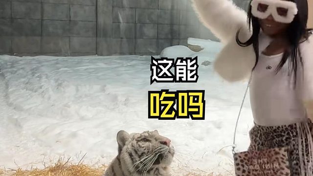 那些好玩的动物视频！