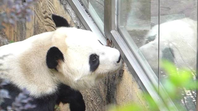 超可爱的星巴愿