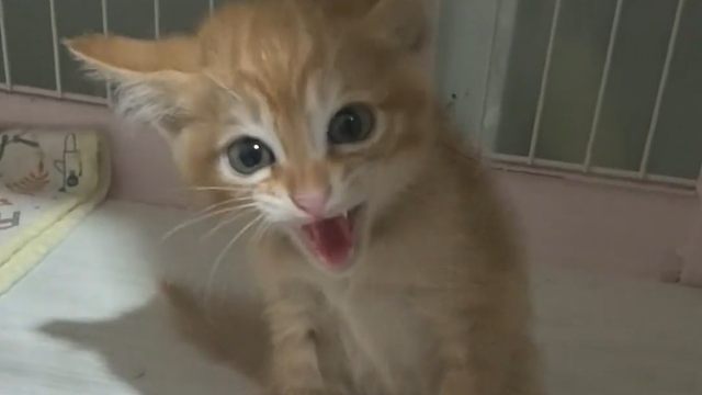 流浪猫：你以为的“自由”，其实是对他人的“骚扰”