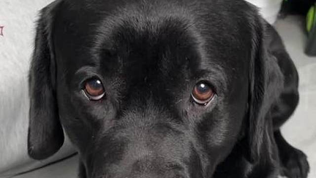 狗：这鸡腿不吃也罢！