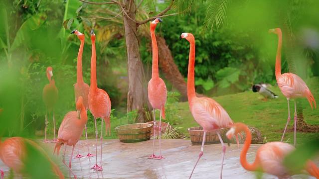 清波映焰羽，椰影曳红裳海野加勒比火烈鸟冷知识get