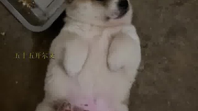 干啥啥不行吃饭第一名