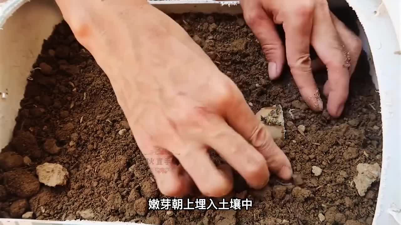 利用废弃几个塑料桶在阳台也能种植出土豆了