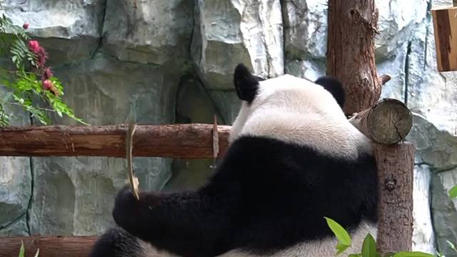 我有的是力气和手段