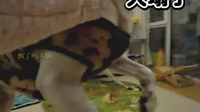 趁小狗不不注意，假装把它鼻子揪下来扔了new_moon_with_face