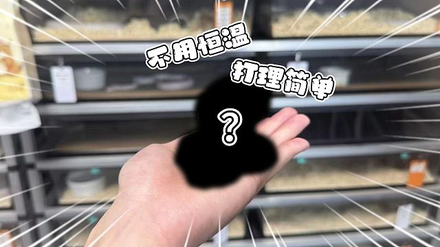 宠物蛇推荐！不用恒温、打理简单、甚至可以长时间不吃不喝！
