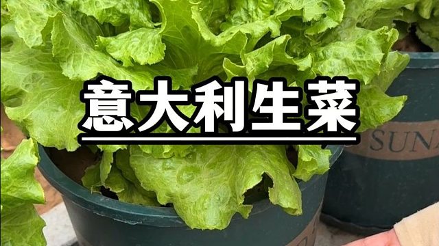 真没想到，花盆种的意大利生菜长这么好