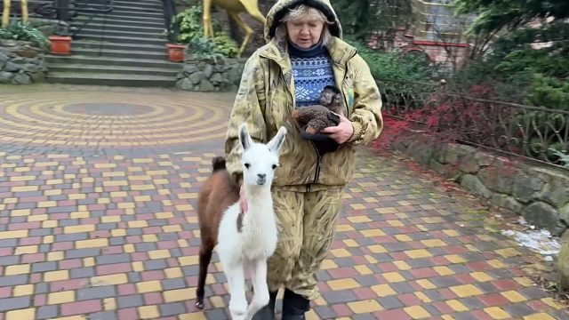 第一次出门的羊驼宝宝：我免费了！