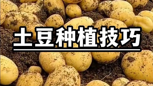 土豆要想结的多，这把灰别忘了