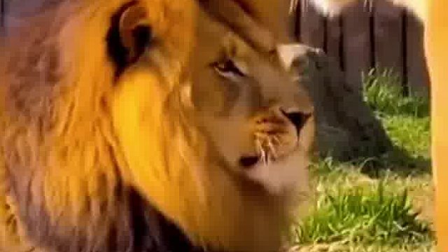 不管是人还是动物，都有妻管严！