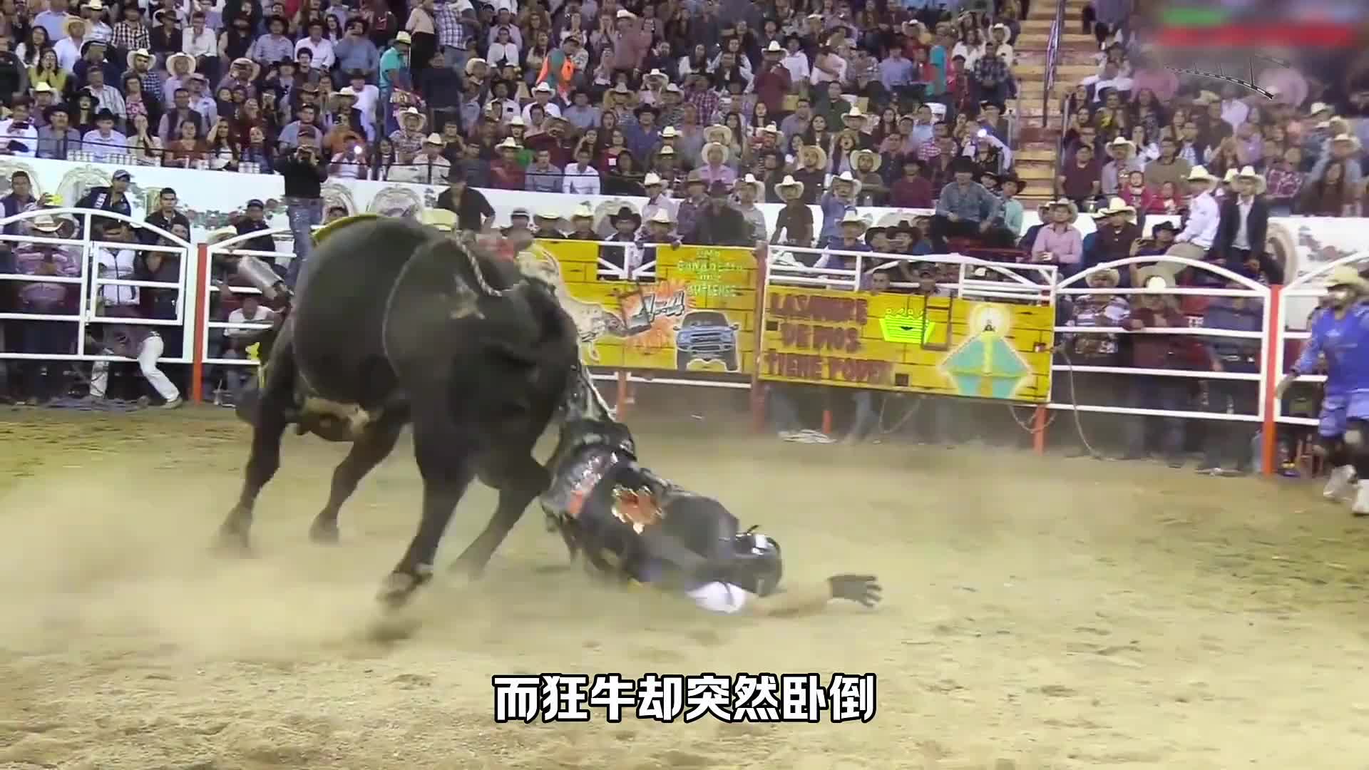 只要你不怕嘎，就有机会赢得十万美刀，骑在牛背上面最久的获胜