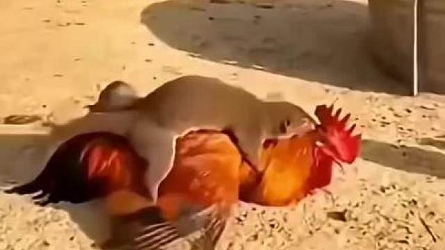 黄鼠狼偷鸡不成蚀把米，结果被大鹅给教训了