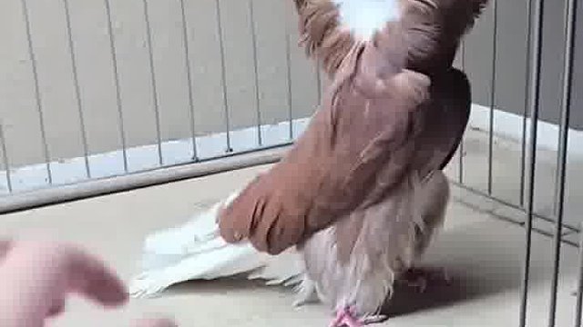 这玩意长啥样呢