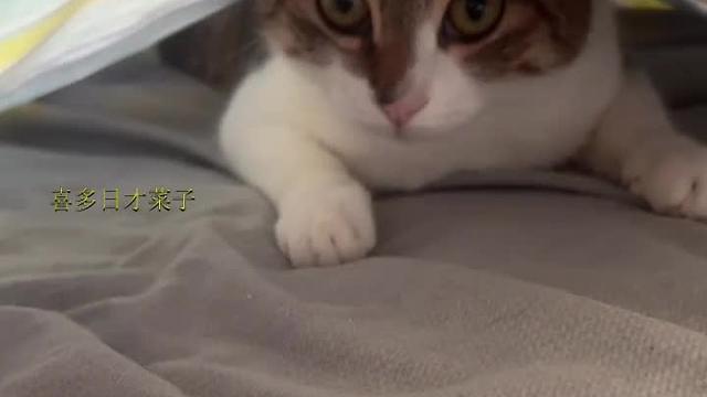 小猫咪奶瘾犯了，被我嘲笑后不承认，太搞笑了哈哈哈
