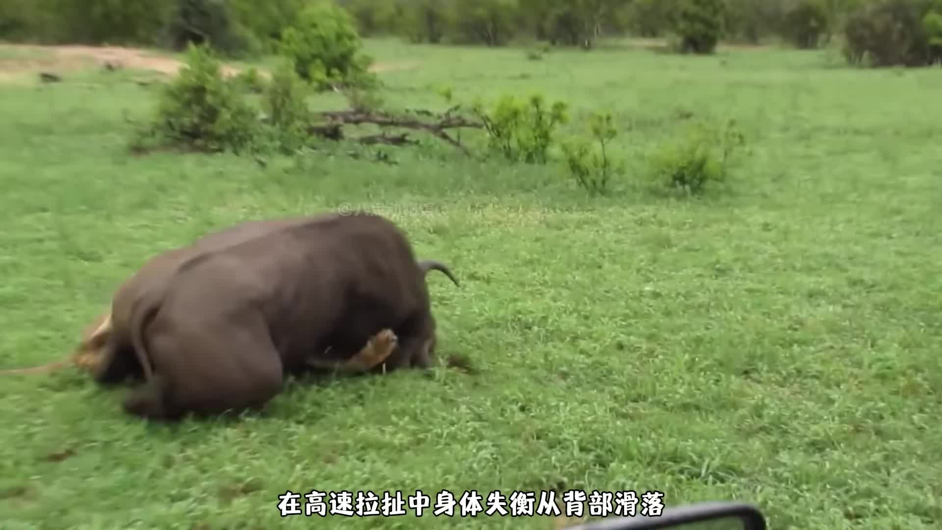 这头雄狮有勇有谋，单枪匹马狩猎水牛，水牛毫无还手之力
