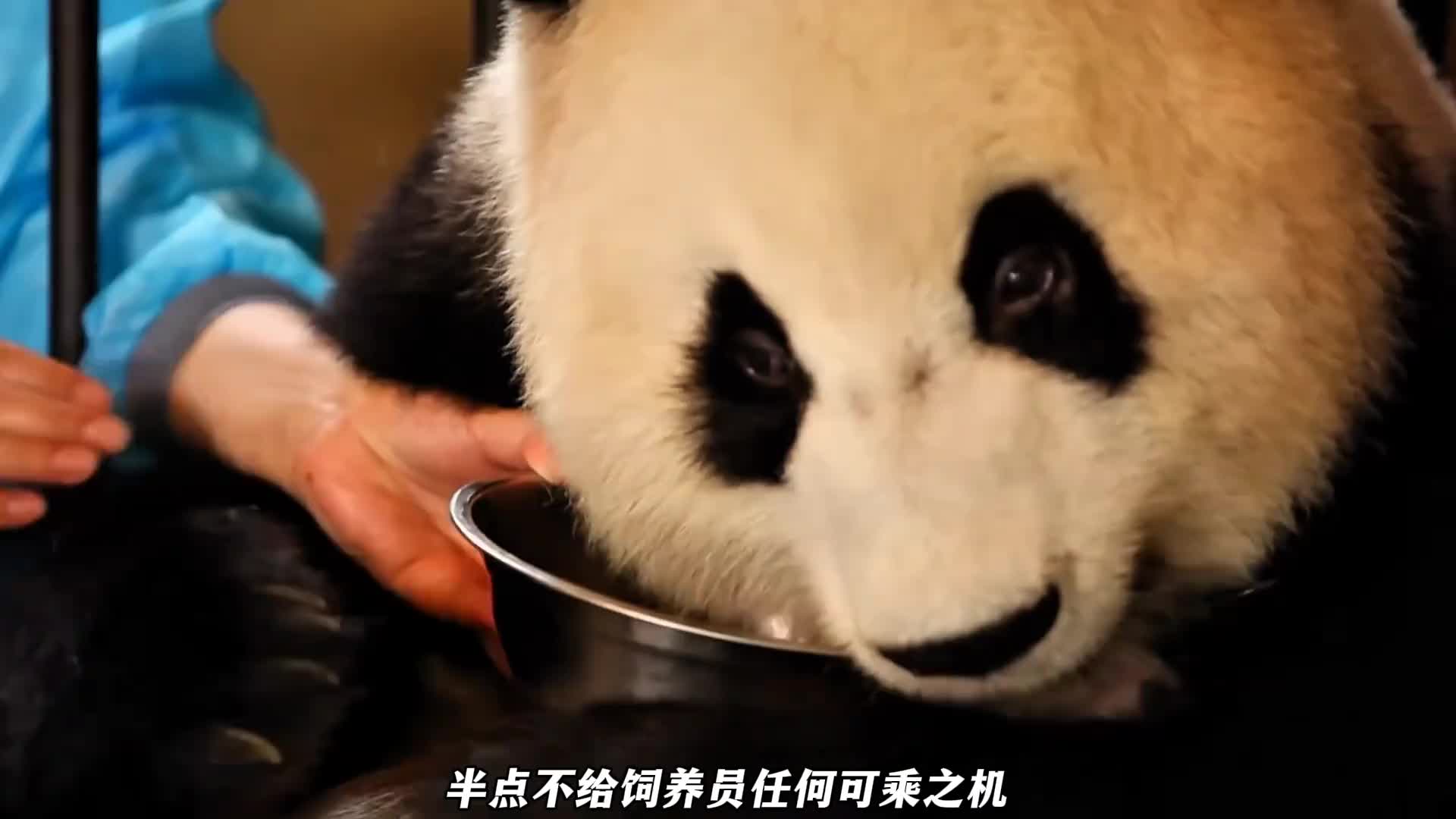 大熊猫宝宝母爱爆棚了