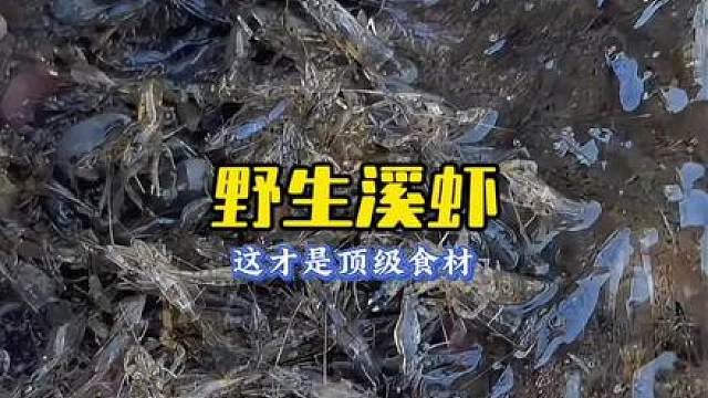 野生溪虾，这才是顶级食材