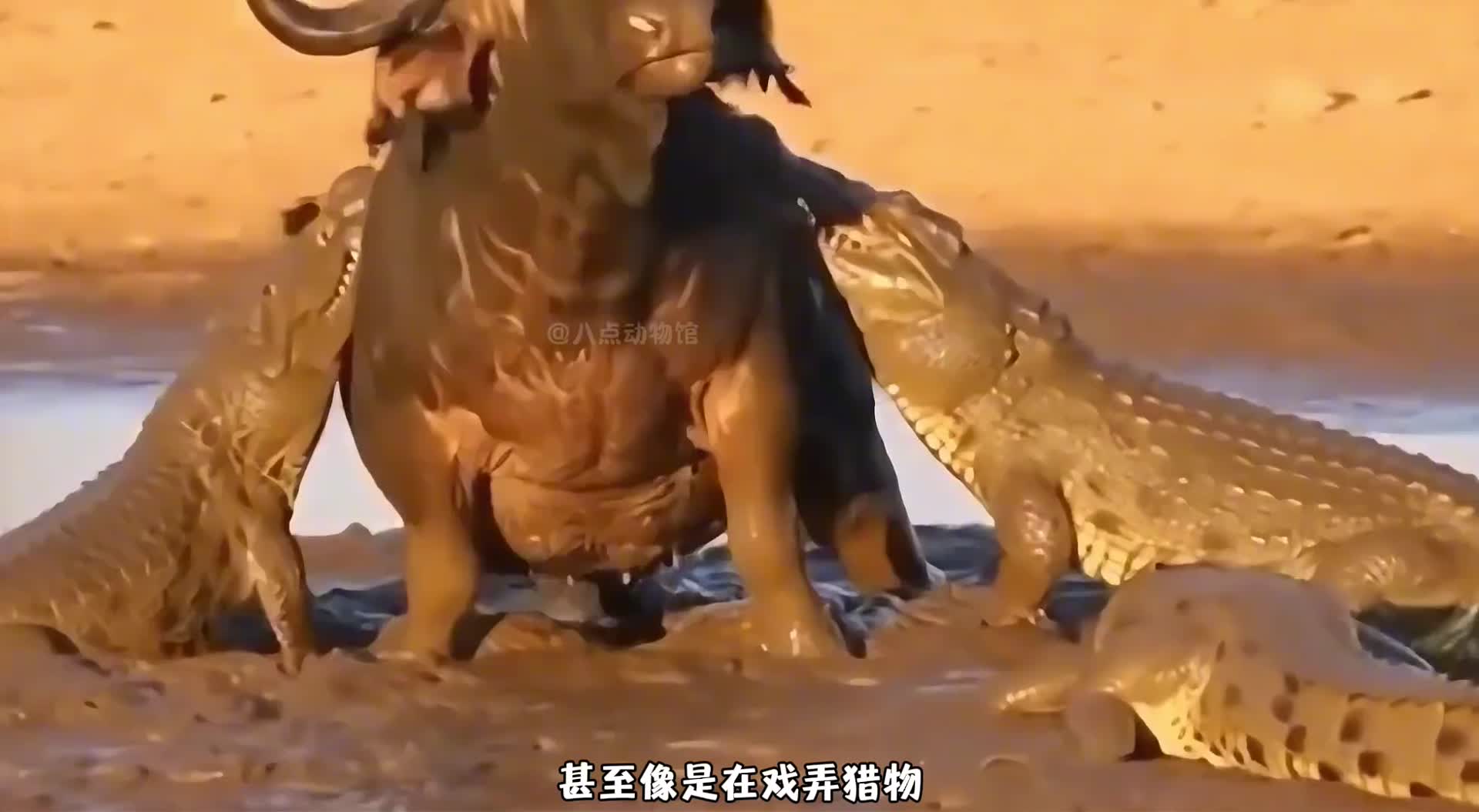 为了摆脱狮子，公牛跳进水中，却遭鳄鱼袭击，河马出手相助