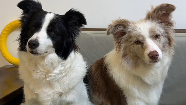 软爸唱歌，猜猜毛孩子是捧场还是嫌弃？