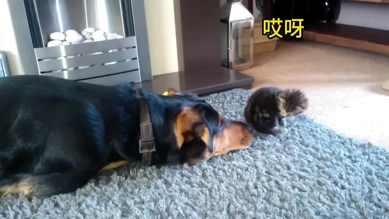 你长得大我也不怕你