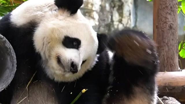 注意看！功夫熊猫在此