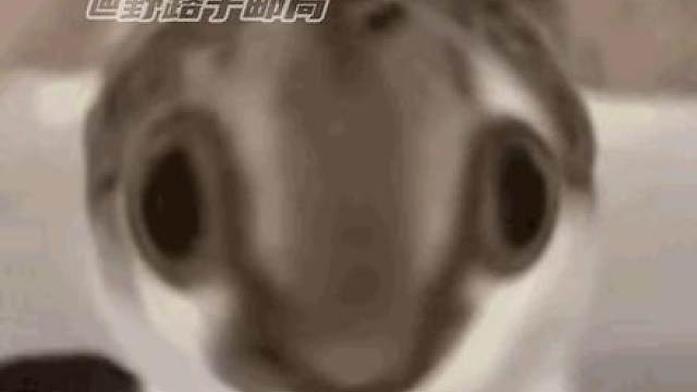 这次中国代表团队服也太权威了 被种草了