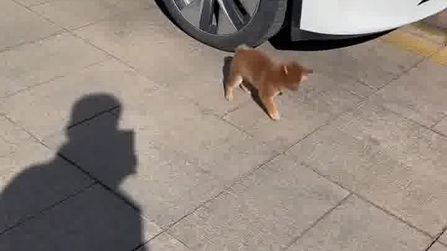 这毛孩子玩傻了