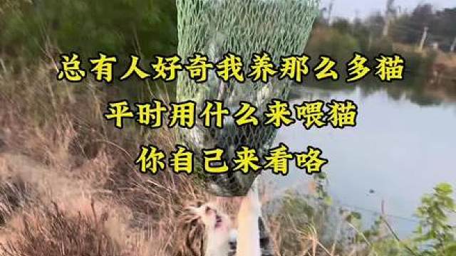 一抄网下去那么多乌头鱼，不是挂了一下底，还可以多一份