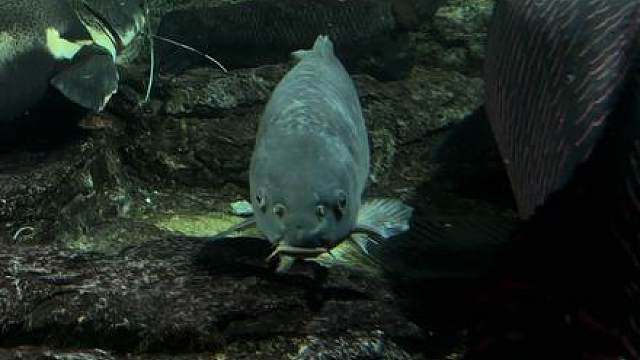 刀疤鲤历经324天淬炼 体长从30cm的初态飞速成长到80cm