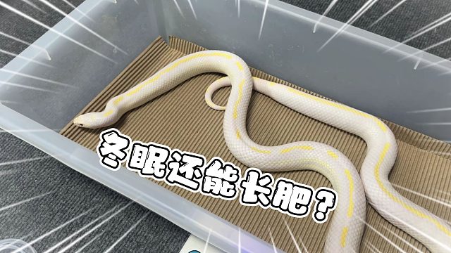 就离谱！蛇蛇冬个眠还能肥一圈