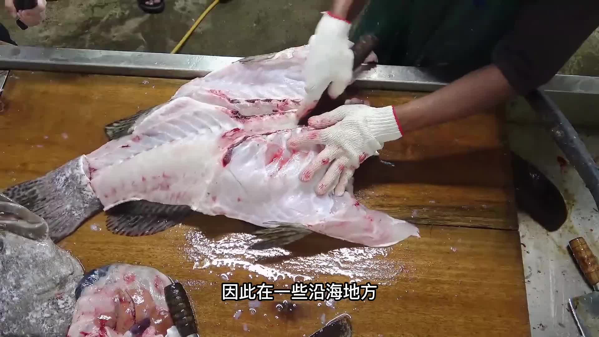 刚捕捞上来的大龙趸，用来涮火锅，味道一流。