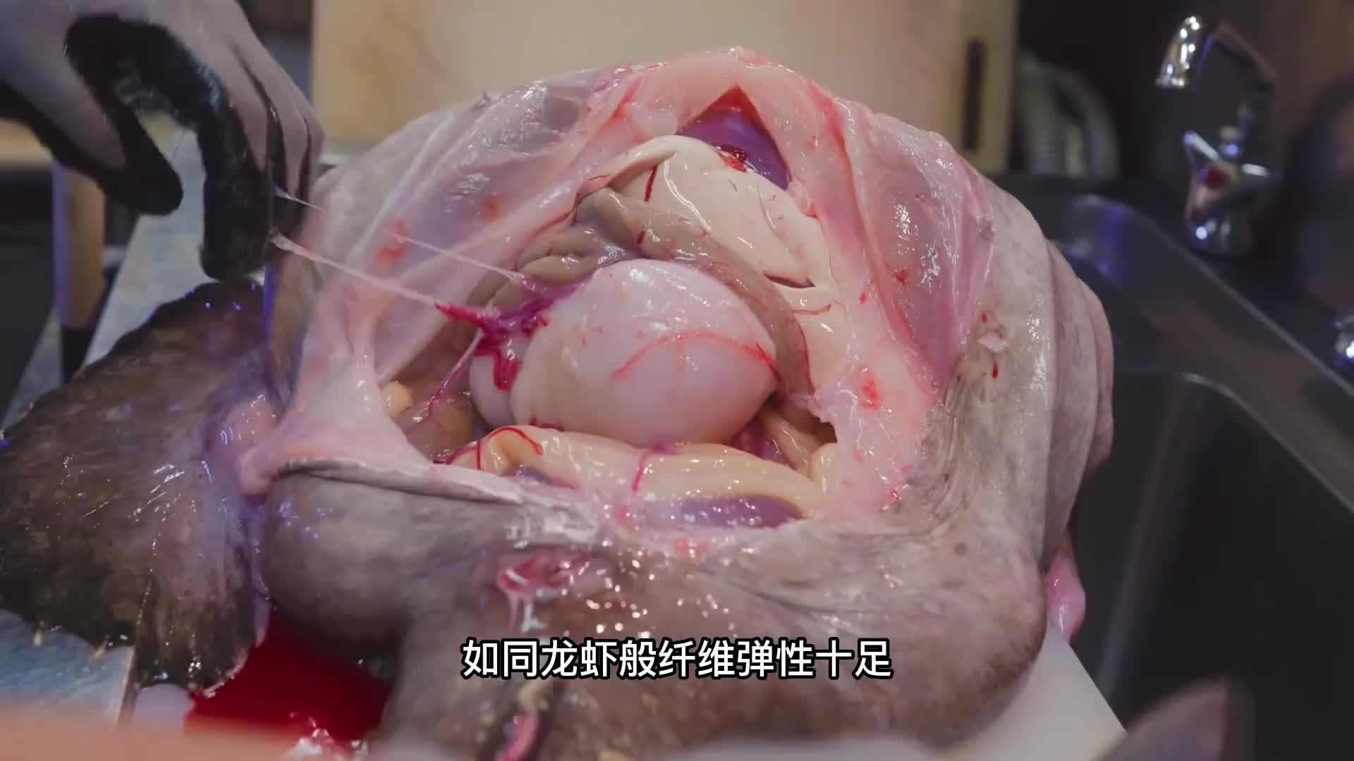 刚捕捞上来的海鬼鱼，一条鱼只取一块肝，都不知道有多鲜美。
