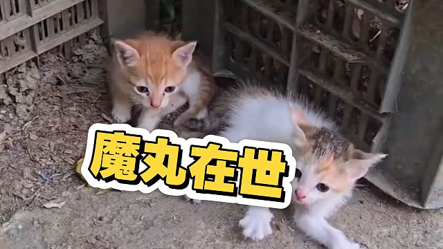 当实力不足的时候，连恐吓都被当成可爱…