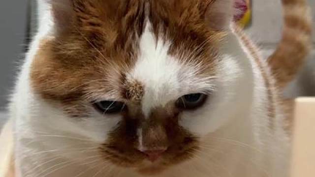 咪咪队前来报道！