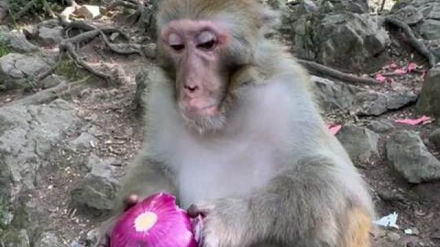 猴哥吃“紫色苹果”被辣的“鬼迷日眼”