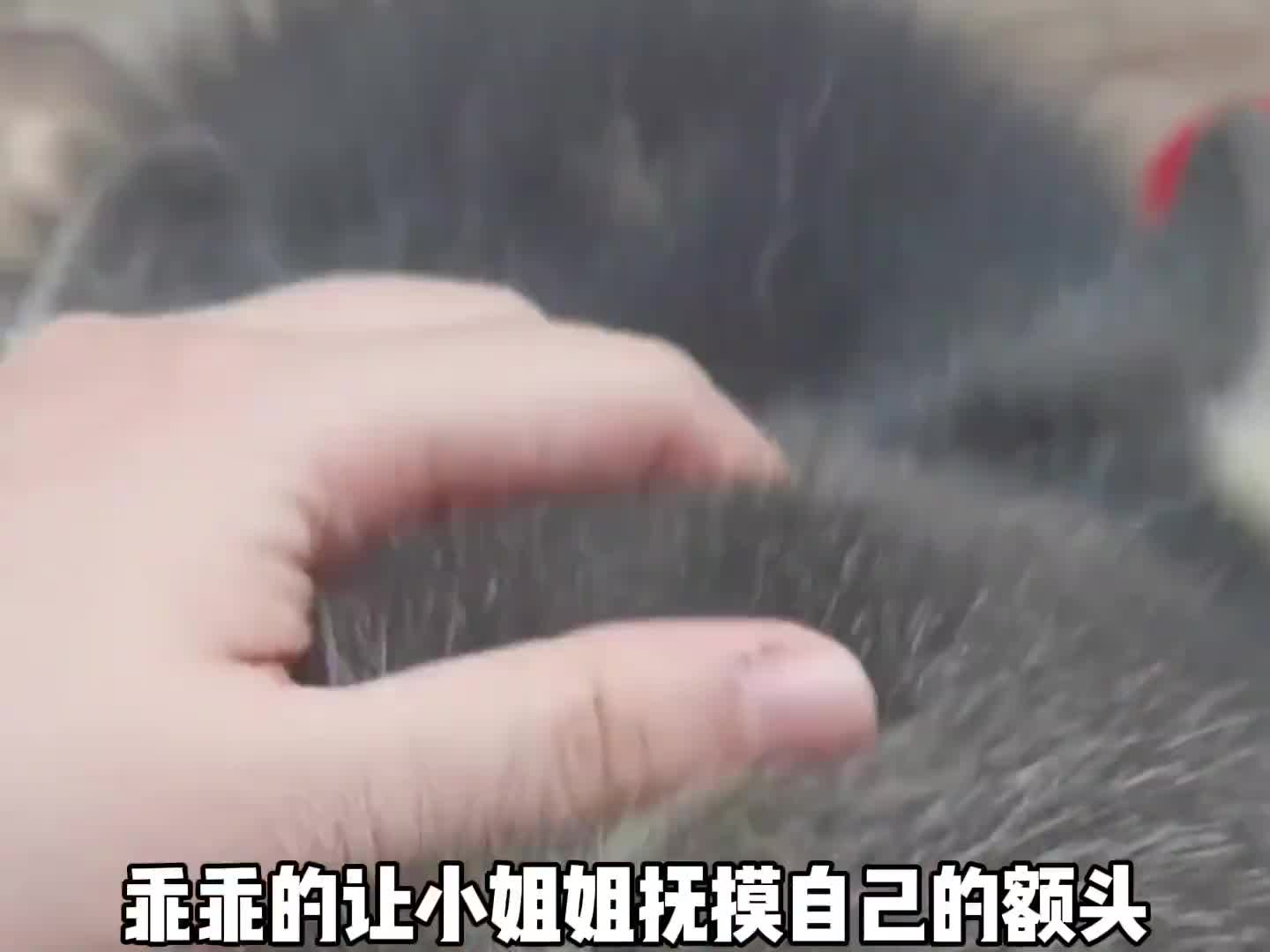 后来啊，那个矮矮的小土堆上长出了狗尾巴草，你一过去它就会轻轻的摇……