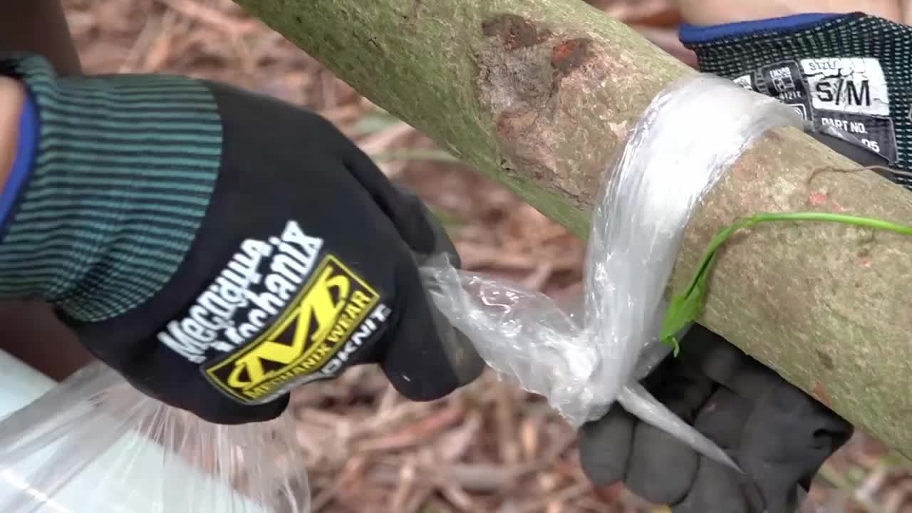 独自求生：用保鲜膜搭建庇护所 - 挖野生块茎做饼