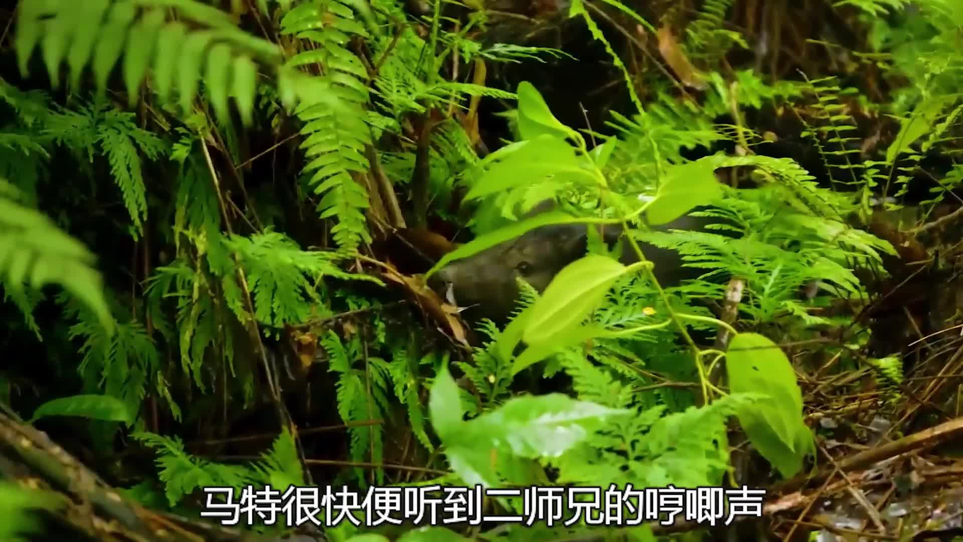 马特和乔荒野求生，居然想抓野猪来吃 (3)