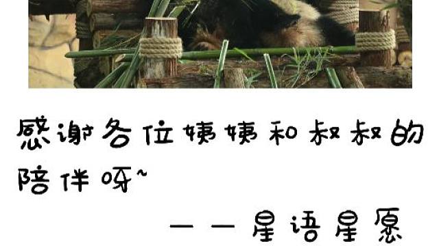 大熊猫星语星愿来泉州八周年啦