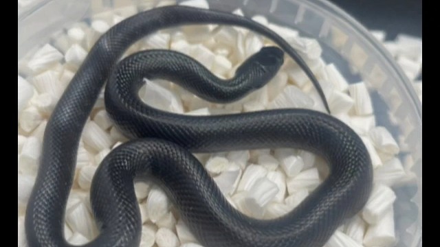 王蛇盲盒玉米蛇盲盒。