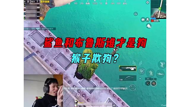 《鲨鱼和布鲁斯谁更狗？鲨鱼排挤欺负布鲁斯！》