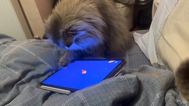 你真是个乖饱饱