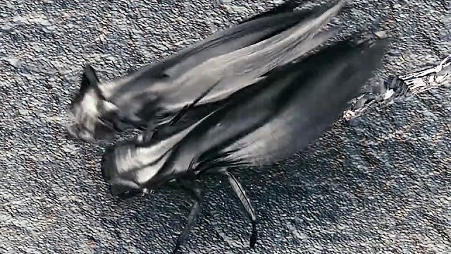 用核武器能干掉这黑科技吗？