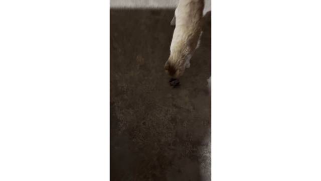 猫咪抓到蝙蝠了