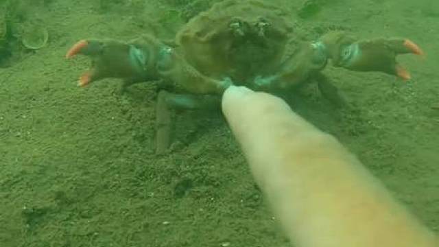 测试螃蟹夹子灵敏度