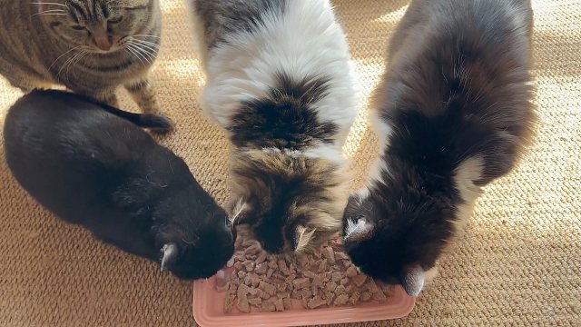 小猫每天最激动的时候