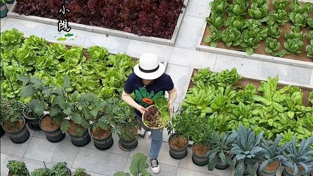 让人羡慕的小院菜园生活