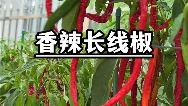 辣椒该育苗了，有个花盆就能长的好