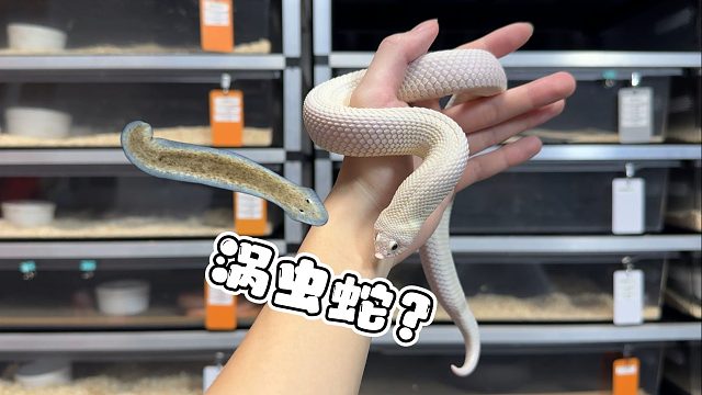 什么意思？什么叫我养的猪鼻长的像涡虫？